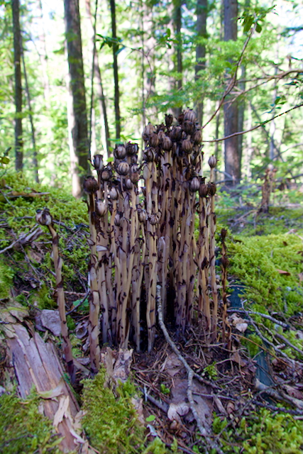 Description of image