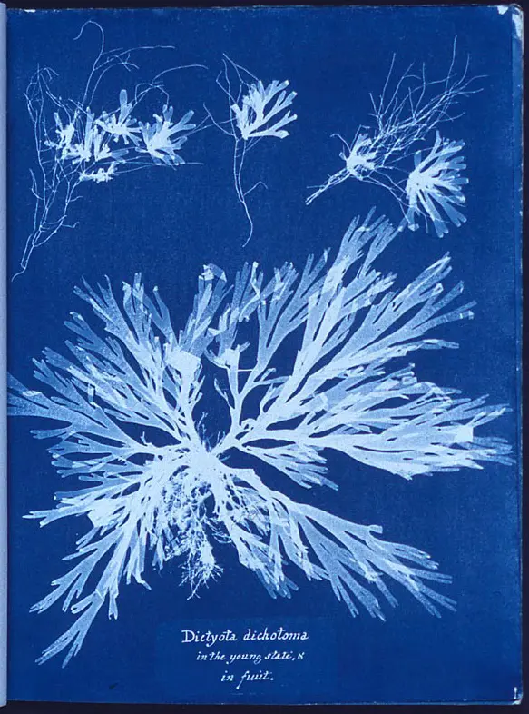 Gathering_plants_at_McConnel_Lake_for_a_cyanotypes-1757692010090.webp