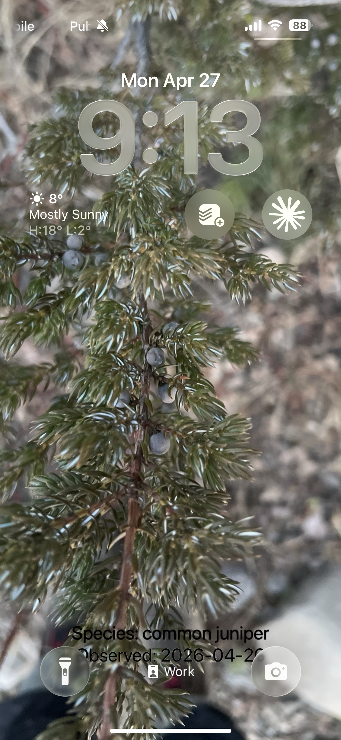 a screenshot of a wallpaper set to a juniper bush